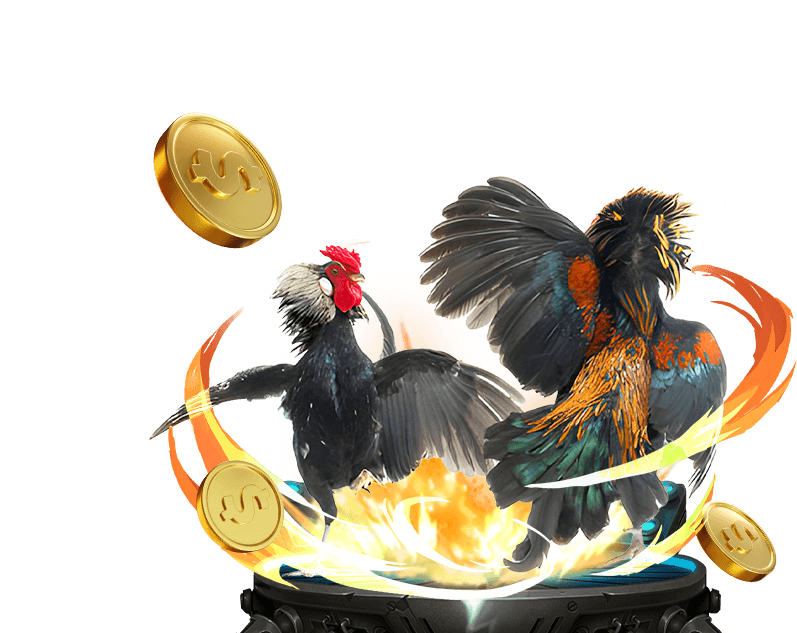 Cá cược Đá Gà trực tiếp shbet com